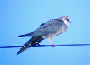 Female Red-footed Falcon  - Falco vespertinus © John Muddeman